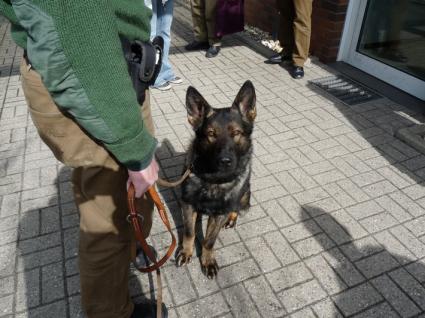 Diensthund Iceman / Foto Polizei Euskirchen